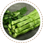 Drumstick Extract